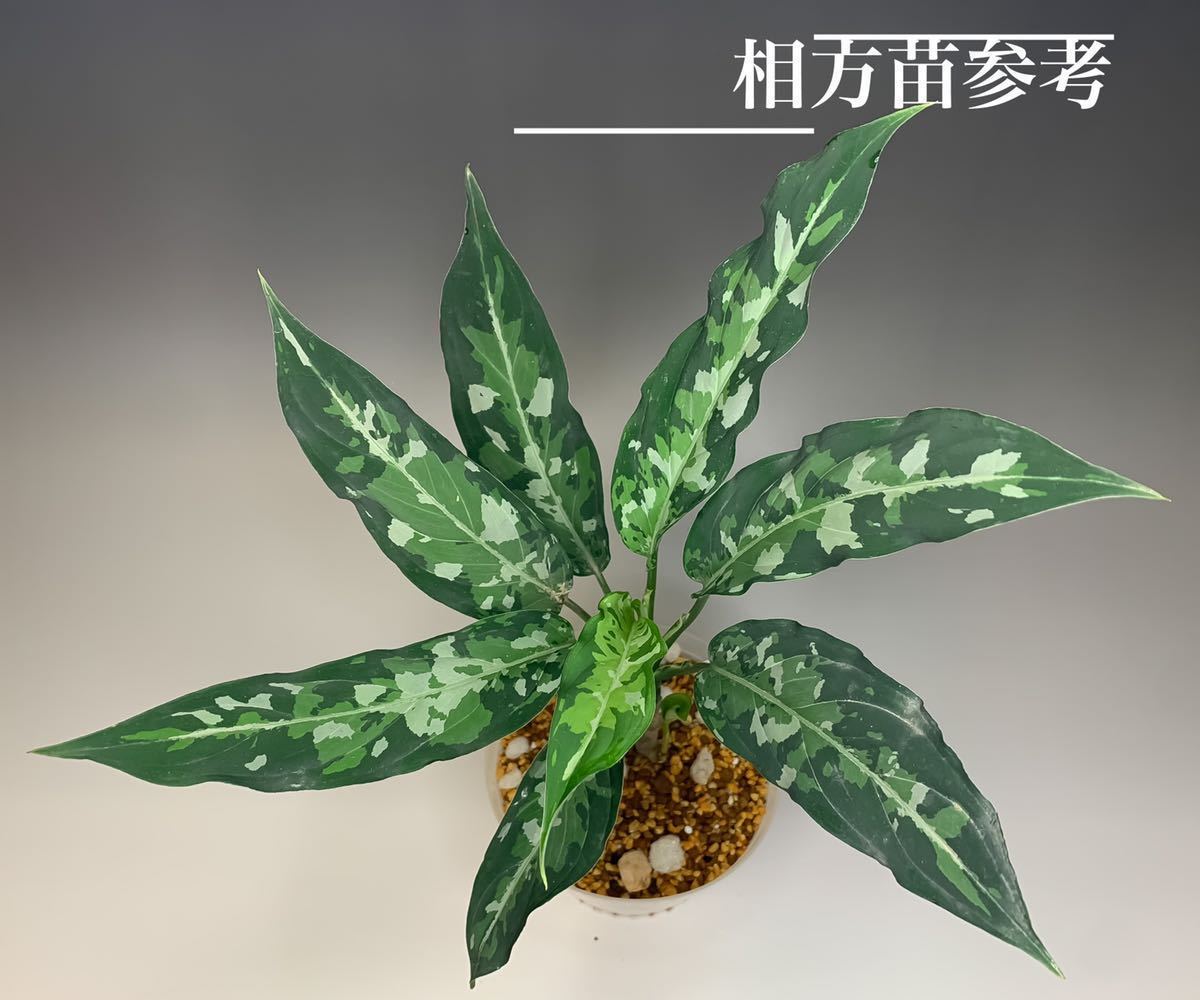 Yahoo!オークション - アチェ_アグラオネマピクタム【Aglaonema pict...