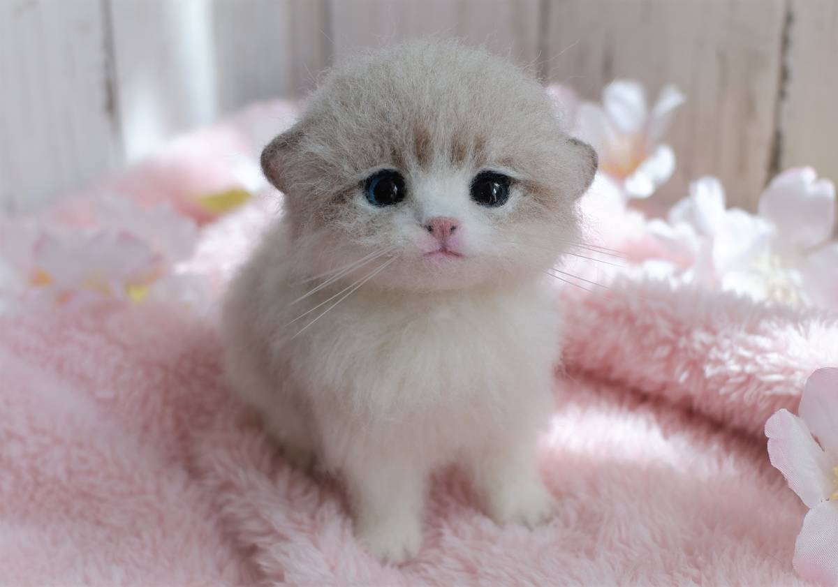 funwari□□□ 羊毛フェルト ラグドール 赤ちゃん猫 お座り funwari□□□ 羊毛フェルト ラグドール 赤ちゃん猫 お座り