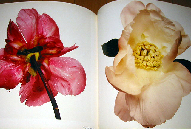  foreign book photoalbum flower z/a- bin g* pen / FLOWERS/Irving Penn( imported goods )