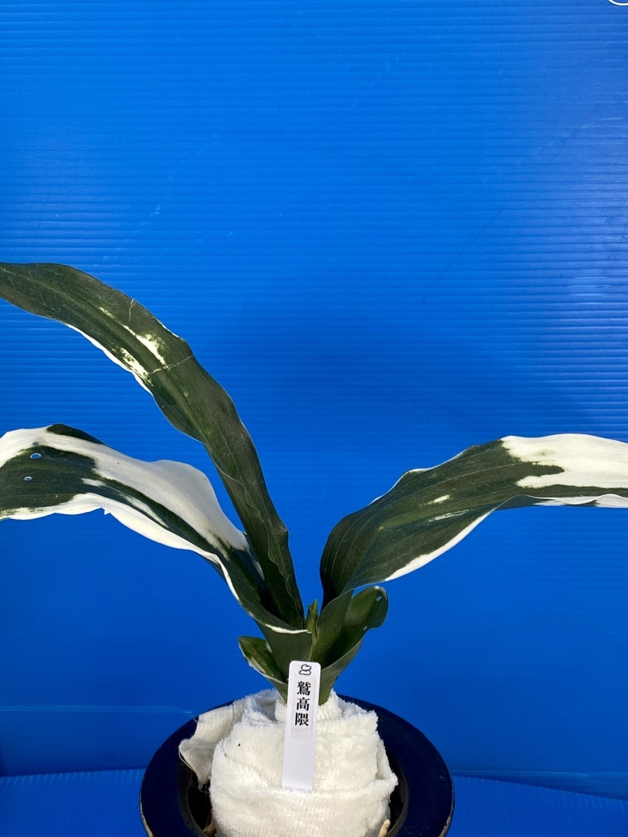 8 おもと オモト 万年青 ☆ 鷲高隈(わしたかくま)親木・白虎斑・ 8 おもと オモト 万年青 ☆ 鷲高隈(わしたかくま)親木・白虎斑・