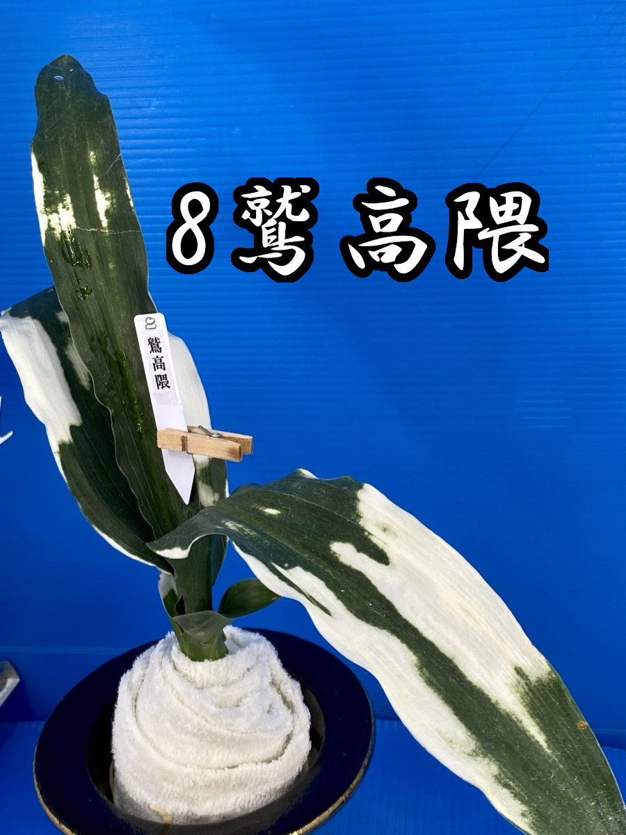 8 おもと オモト 万年青 ☆ 鷲高隈(わしたかくま)親木・白虎斑・ 8 おもと オモト 万年青 ☆ 鷲高隈(わしたかくま)親木・白虎斑・