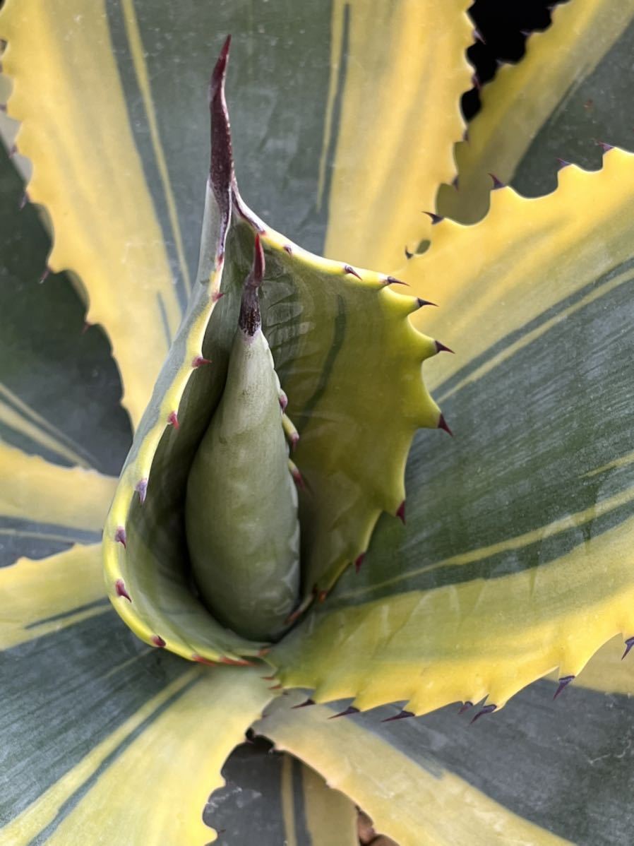 アガベ Agave 'Ripple Effect' リップルエフェクト US | laninternet
