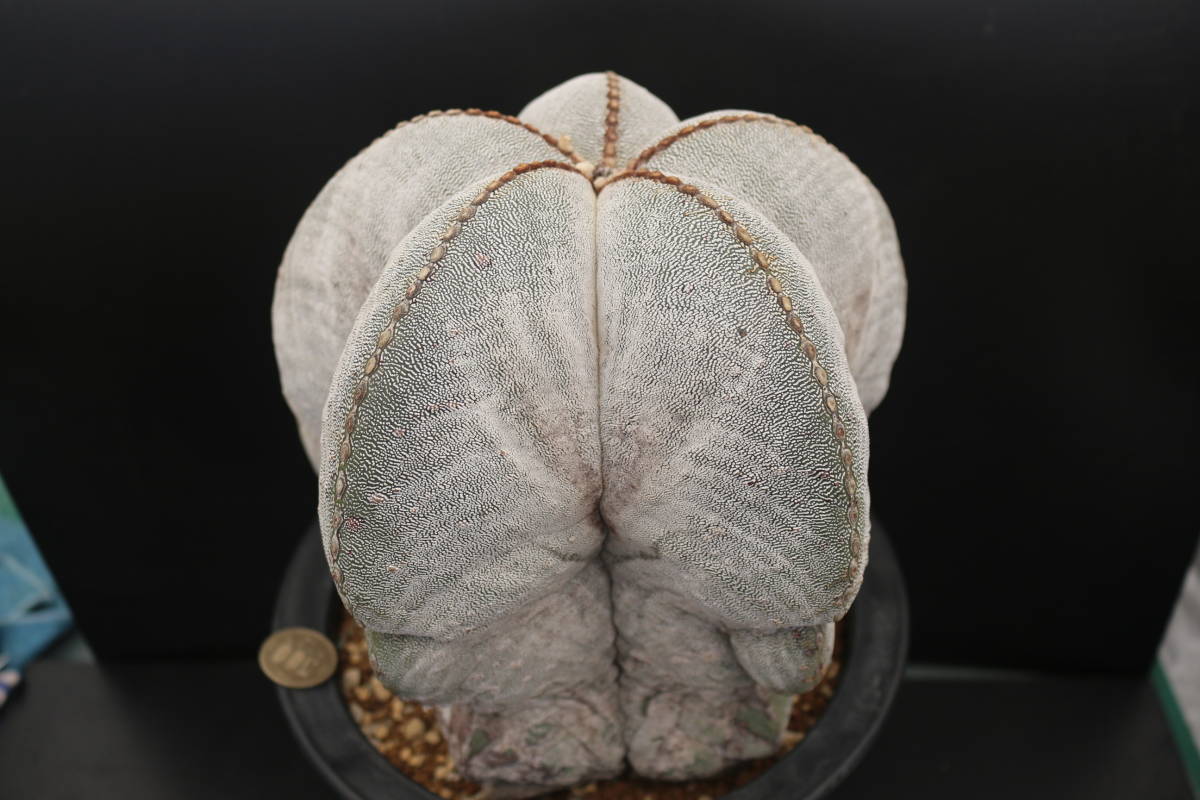 恩塚ランポー玉-1 *サボテン 多肉植物 アストロフィツム www.lram-fgr.ma