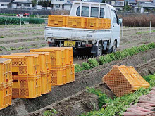 [ from Ibaraki ] agriculture for resin made . board new goods curing for one side convex special parking place. plastic . board size 910.×1820.× board thickness 13. weight 21.. iron plate alternative 