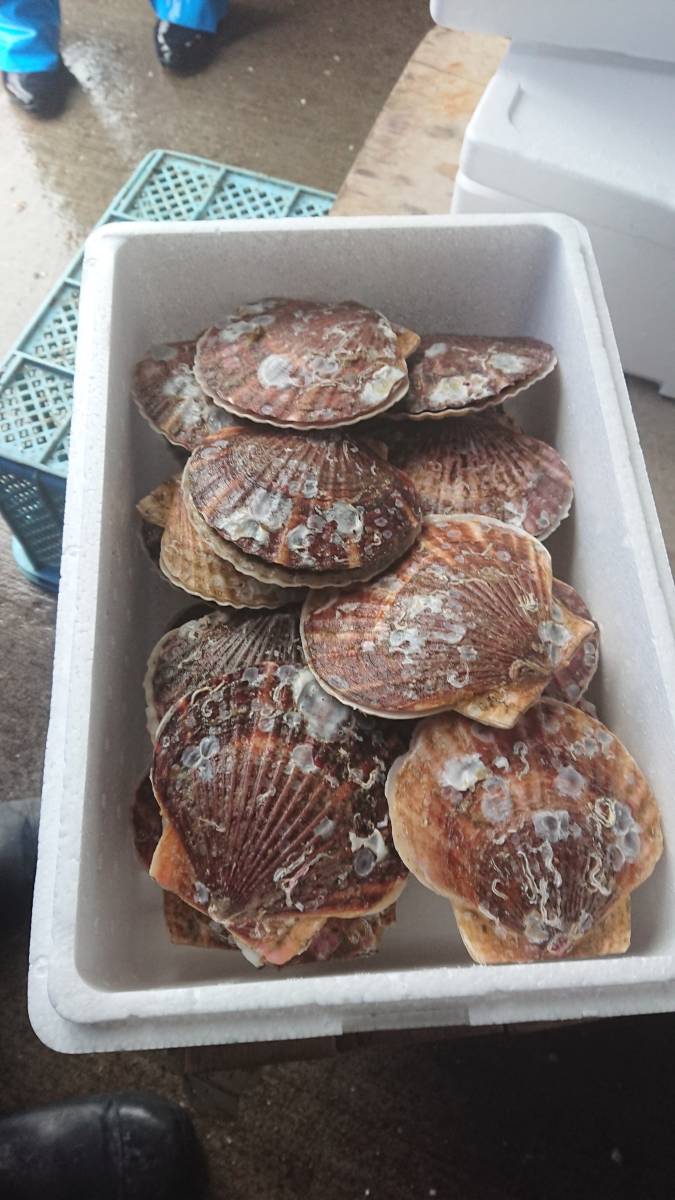 45 津軽海峡産 養殖活ホタテ３年物 10ｋｇ
