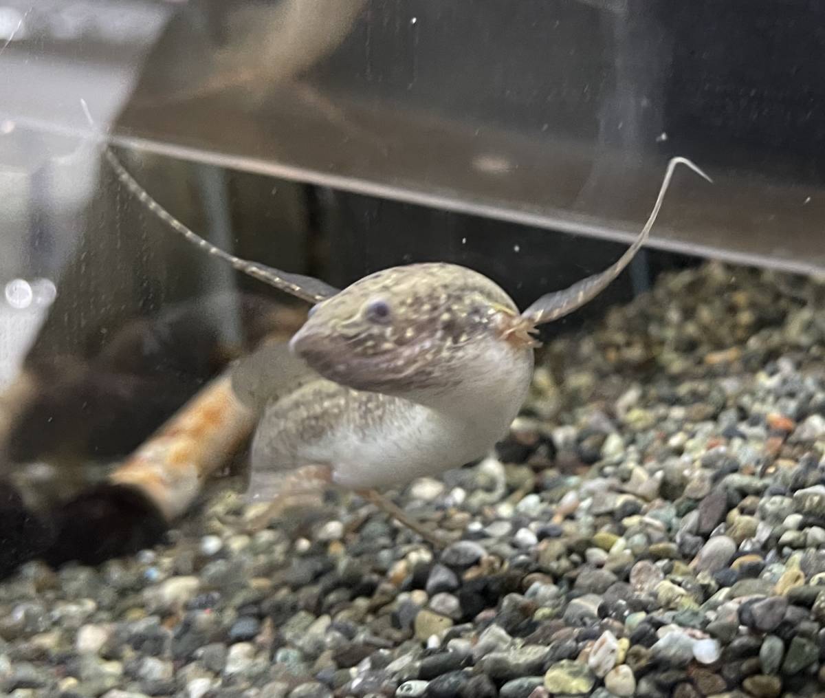 肺魚！最小種！おすすめ！★★★ プロトプテルスアンフィビウス ★★★ 生体 肉食性 鑑賞魚 熱帯魚 肉食魚 淡水魚 飼育 水槽 アフリカ原産