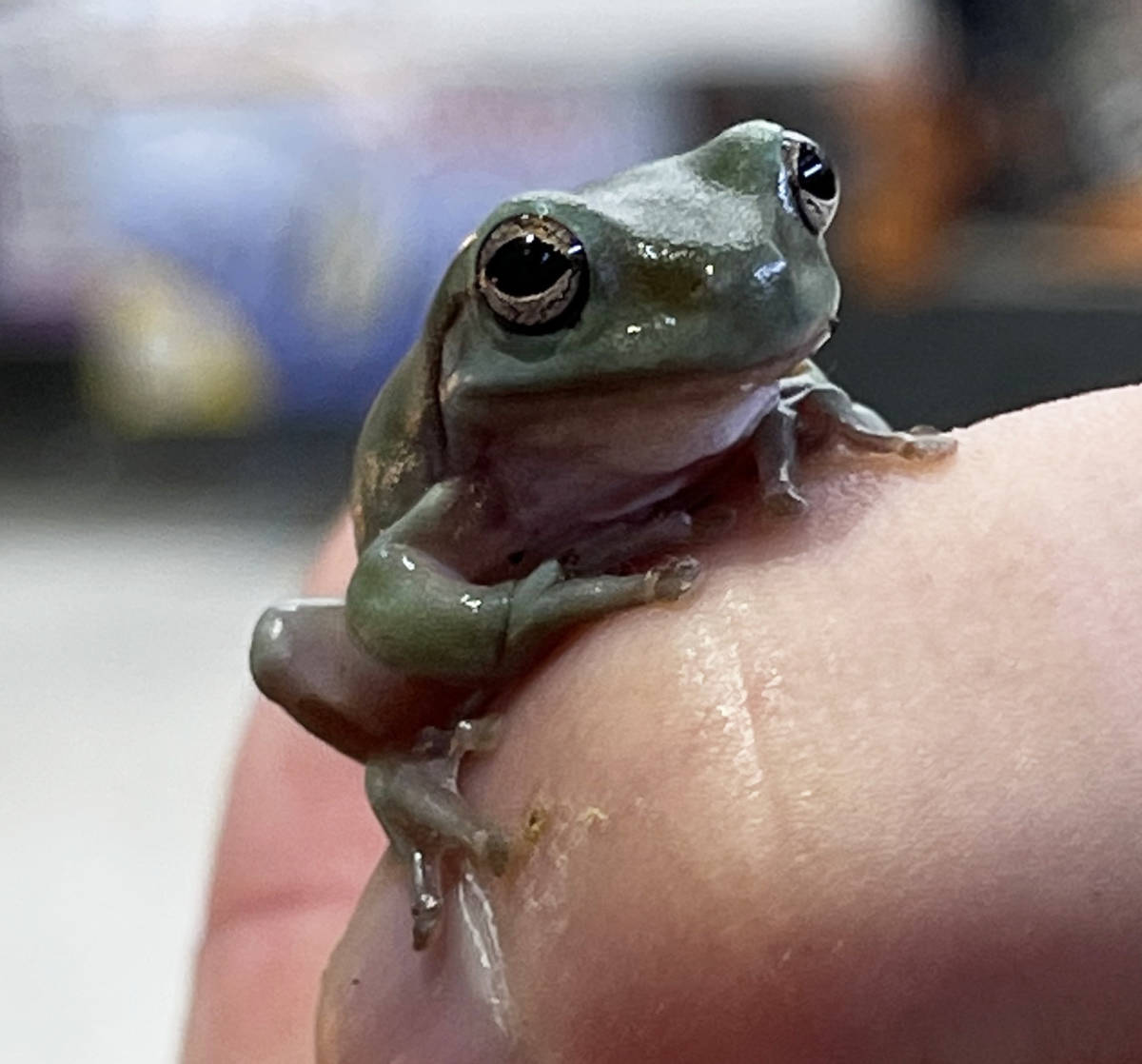 可愛いサイズ イエアメガエル 生体 両生類 カエル 蛙 両生類 飼育 かえる テラリウム ホワイトアマガエル 樹上性 カエル 売買されたオークション情報 Yahooの商品情報をアーカイブ公開 オークファン Aucfan Com