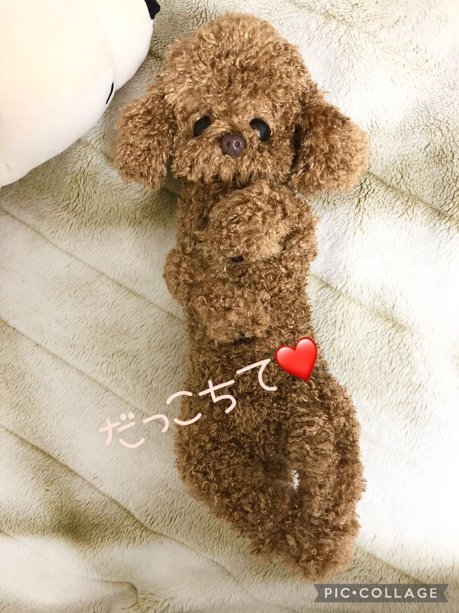 トイプードル ぬいぐるみ アートドール フル可動 リアルサイズのトイプードルちゃん トイスケルトン