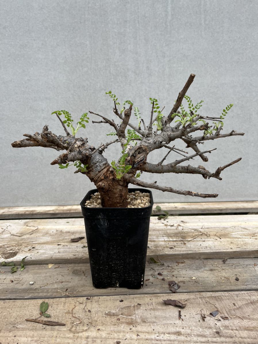 発根済】Boswellia_neglecta/ボスウェリア ネグレクタ① www.lram-fgr.ma