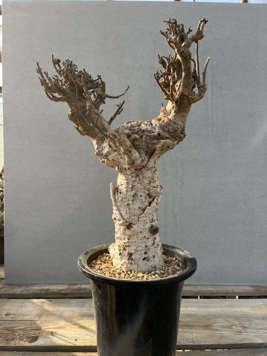 発根管理中】Adansonia_digitata/アダンソニア ディギタータ バオバブ