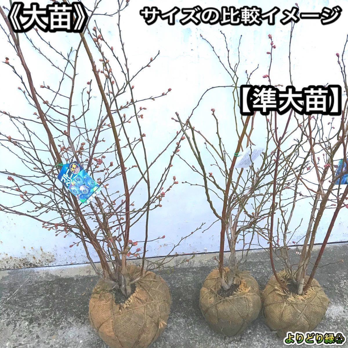 ブルーベリー苗 コロンブス&デライト ラビットアイ系 準大苗 ブルーベリー苗 コロンブス&デライト ラビットアイ系 準大苗