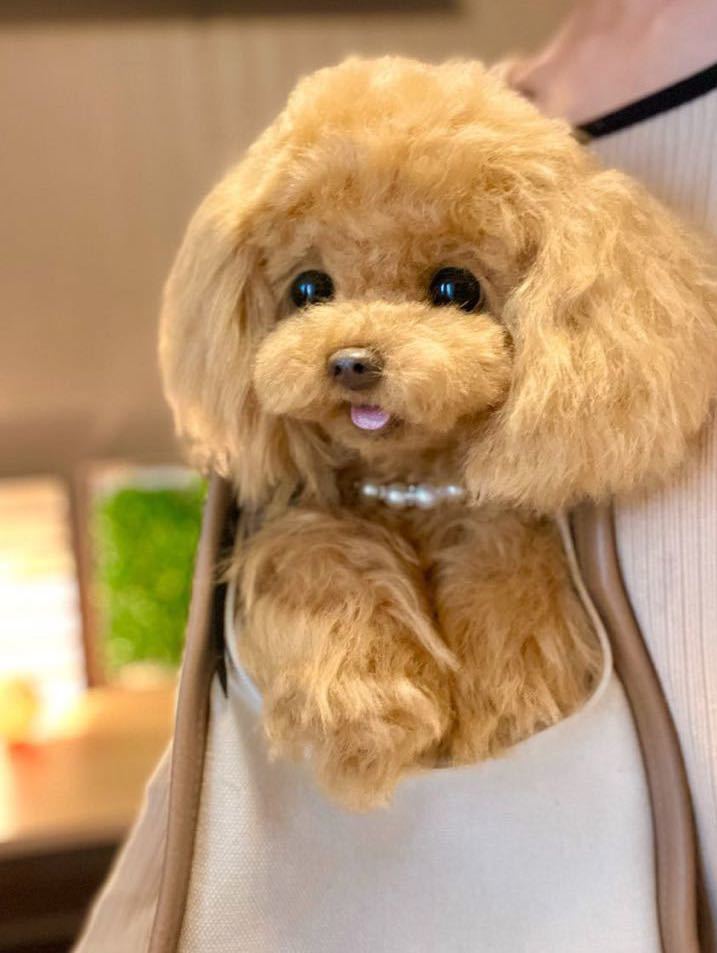 ぽぽみ** お耳ふわふわヘア ぽぽっ子トイプーちゃん ぬいぐるみ 犬用