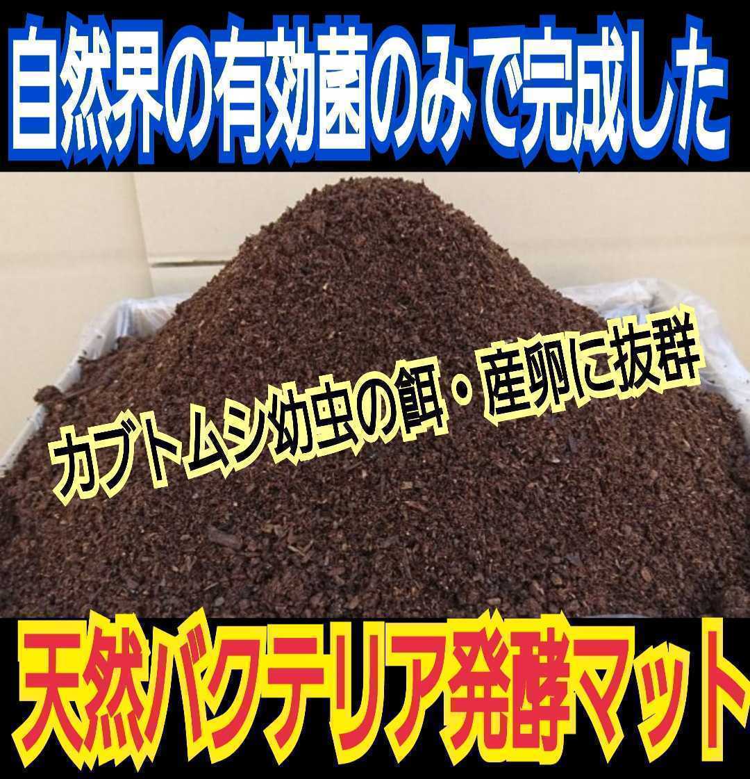 オオヒラタケ菌床を自然発酵させました！バクテリアが活性したカブトムシマット【100L】クヌギ、コナラ原料☆国産カブトムシ85mmがゴロゴロ_画像5