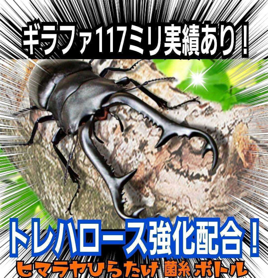 特大菌糸ボトル1500ml【6本】ヒマラヤひらたけ初菌で作成！特殊アミノ酸強化配合！国産オオクワガタ85mm羽化実績！ヒラタ、ギラファにも！_画像1