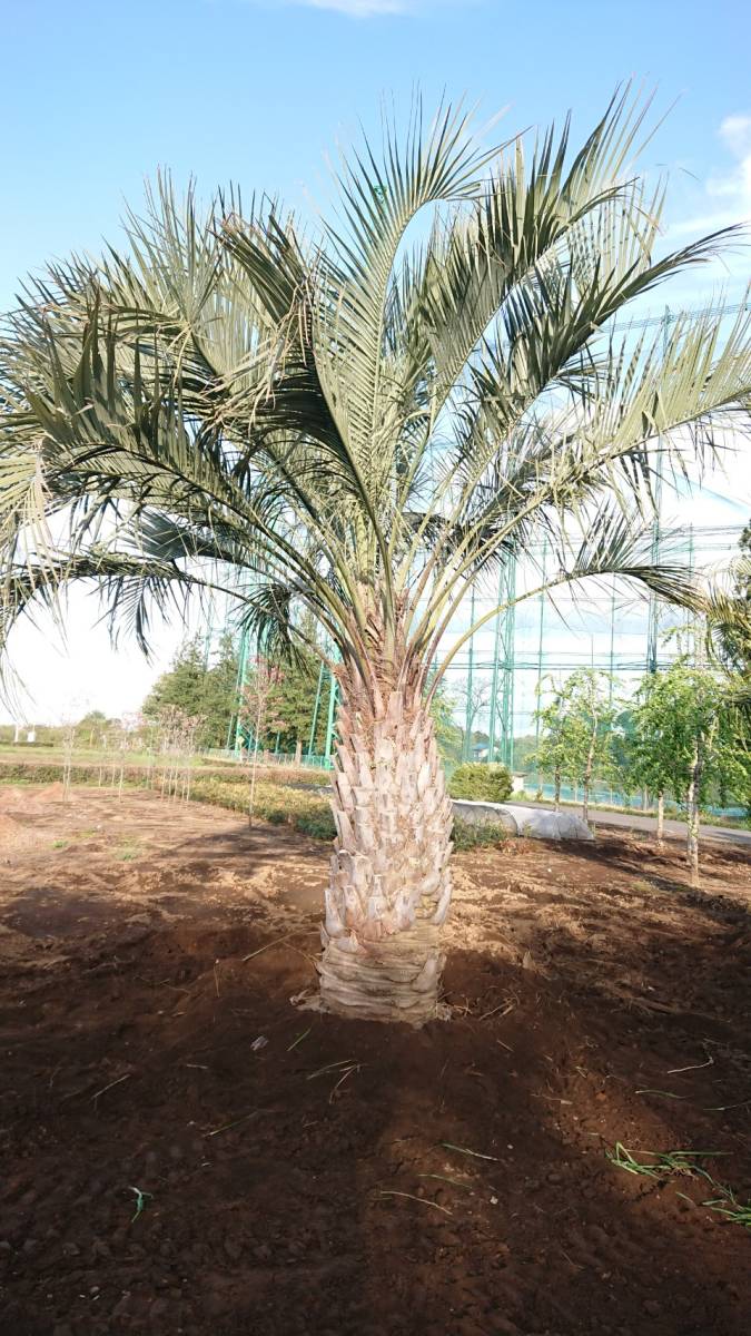 SALE/82%OFF】【SALE/82%OFF】ココスヤシ 福島引き取り限定 植物
