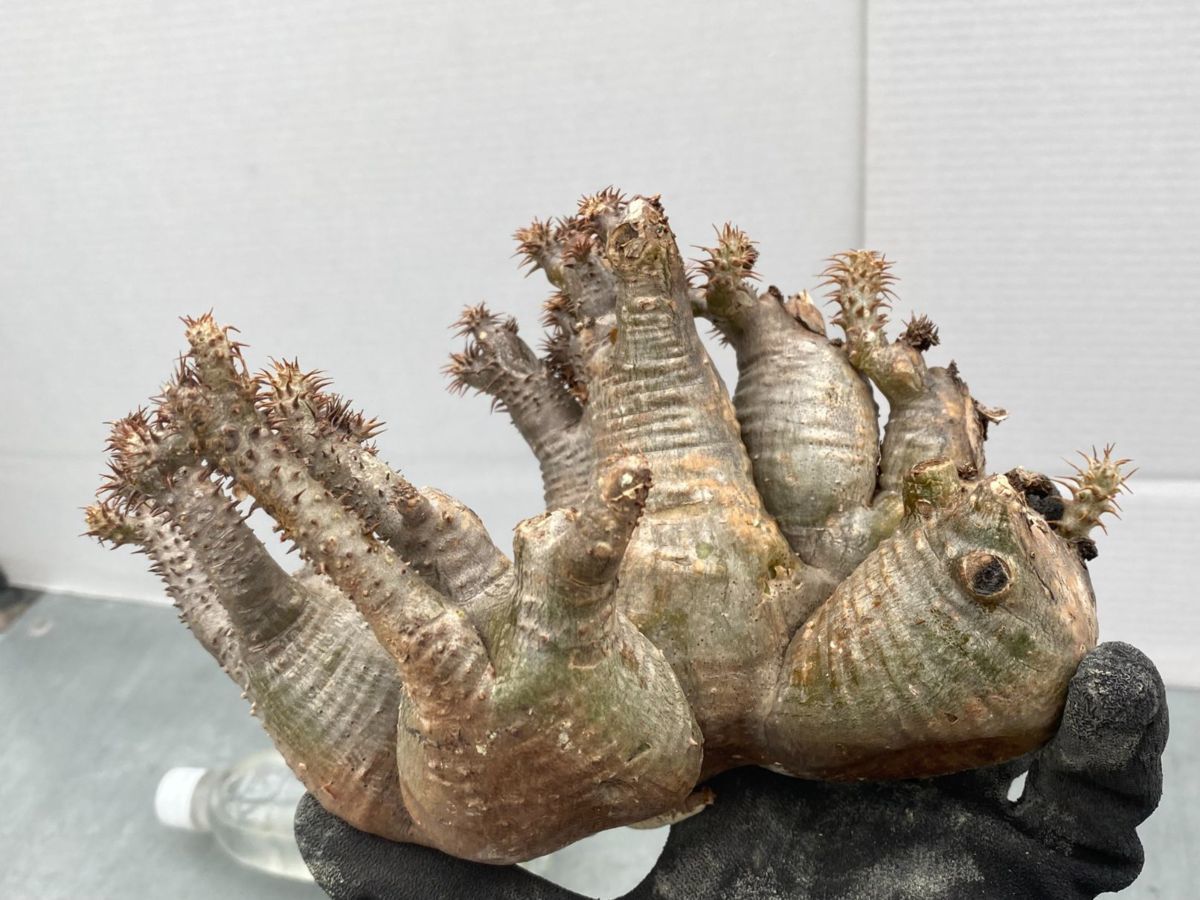 ニ6308 「現地株」パキポディウム マカイエンセ 多頭 抜き苗【4 ニ6308 「現地株」パキポディウム マカイエンセ 多頭 抜き苗【4