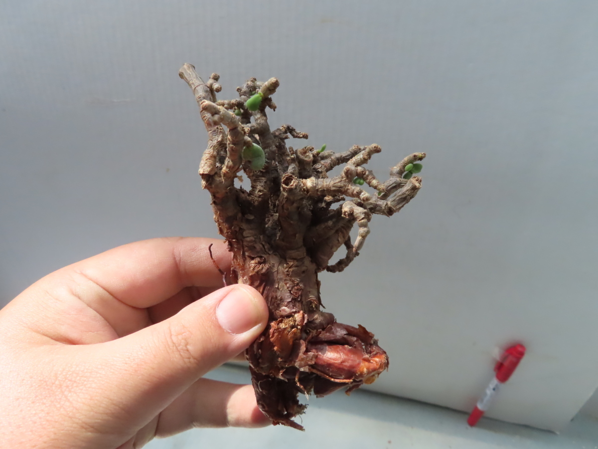 ヌ333 現地 ケラリア ピグマエア 抜き苗 塊根植物 Ceraria pygmaea ヌ333 現地 ケラリア ピグマエア 抜き苗 塊根植物 Ceraria pygmaea