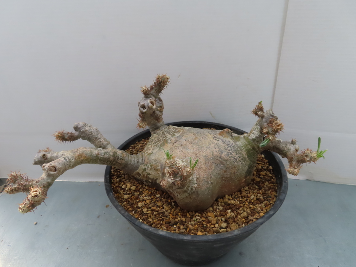 へ044「現地」パキポディウム グラキリス XL 植え【未発根・マダガスカル・Pachypodium gracilius・塊根植物】