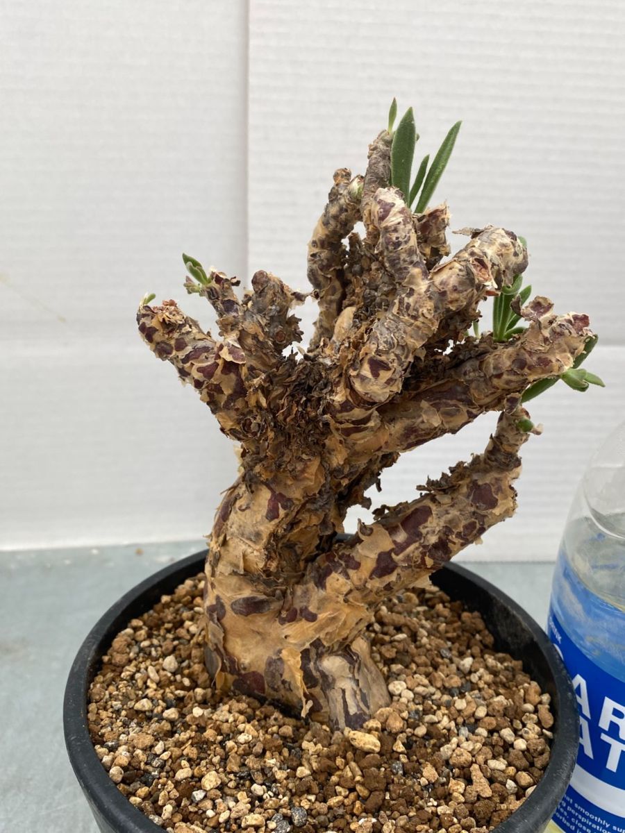 ニ6105 「現地株」チレコドン マレイ 植え【未発根・Tylecodon mallei