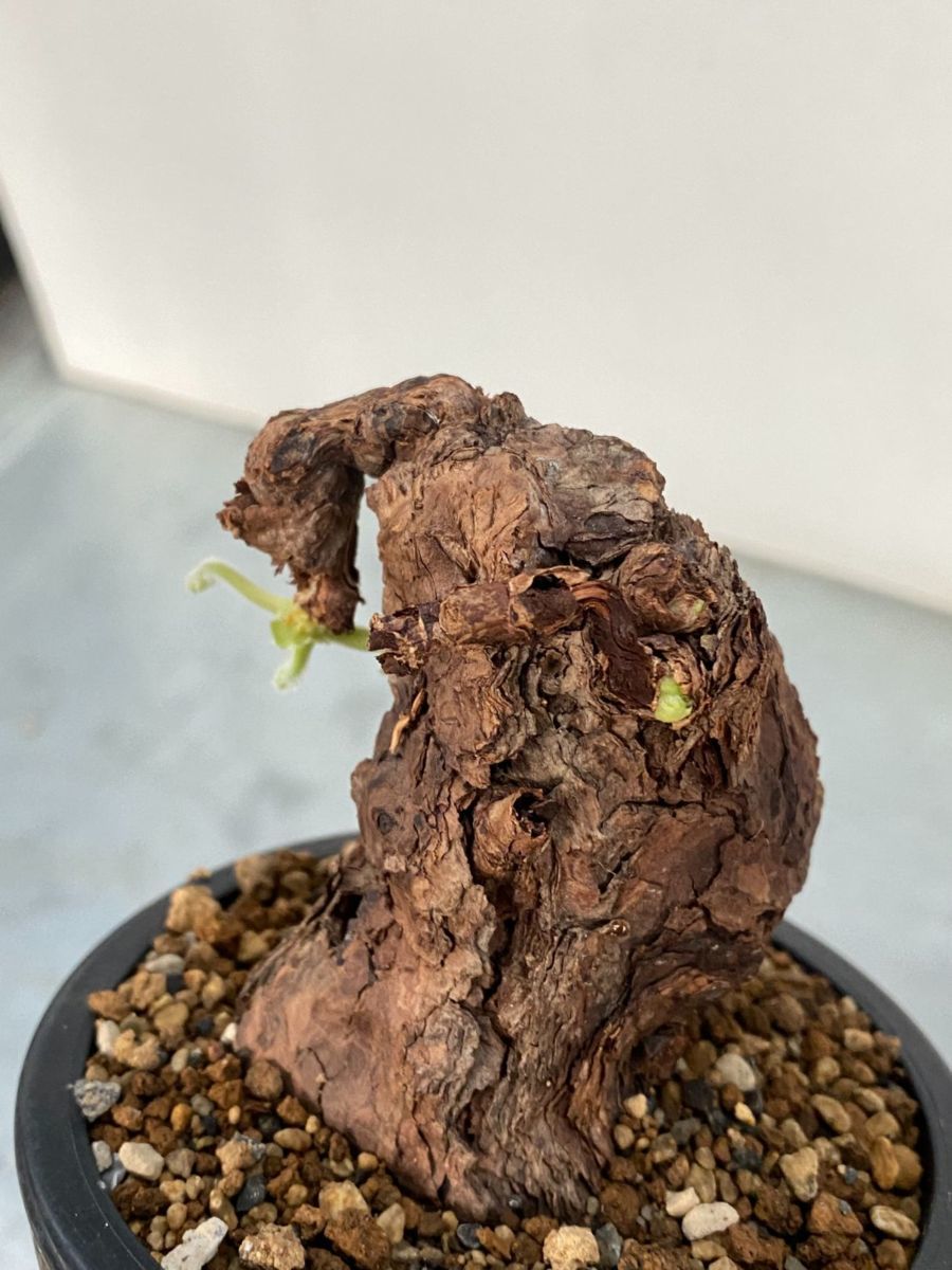 ネ7223 「現地」ペラルゴニウム トリステ 植え【塊根植物・未発 ネ7223 「現地」ペラルゴニウム トリステ 植え【塊根植物・未発
