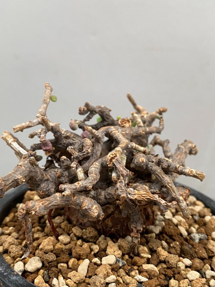 ネ7166 「現地」ケラリア ピグマエア 植え【未発根・塊根植物 ネ7166 「現地」ケラリア ピグマエア 植え【未発根・塊根植物