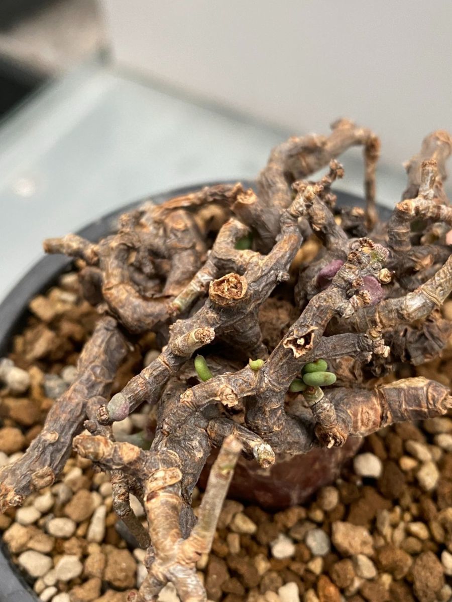 ネ7166 「現地」ケラリア ピグマエア 植え【未発根・塊根植物 ネ7166 「現地」ケラリア ピグマエア 植え【未発根・塊根植物
