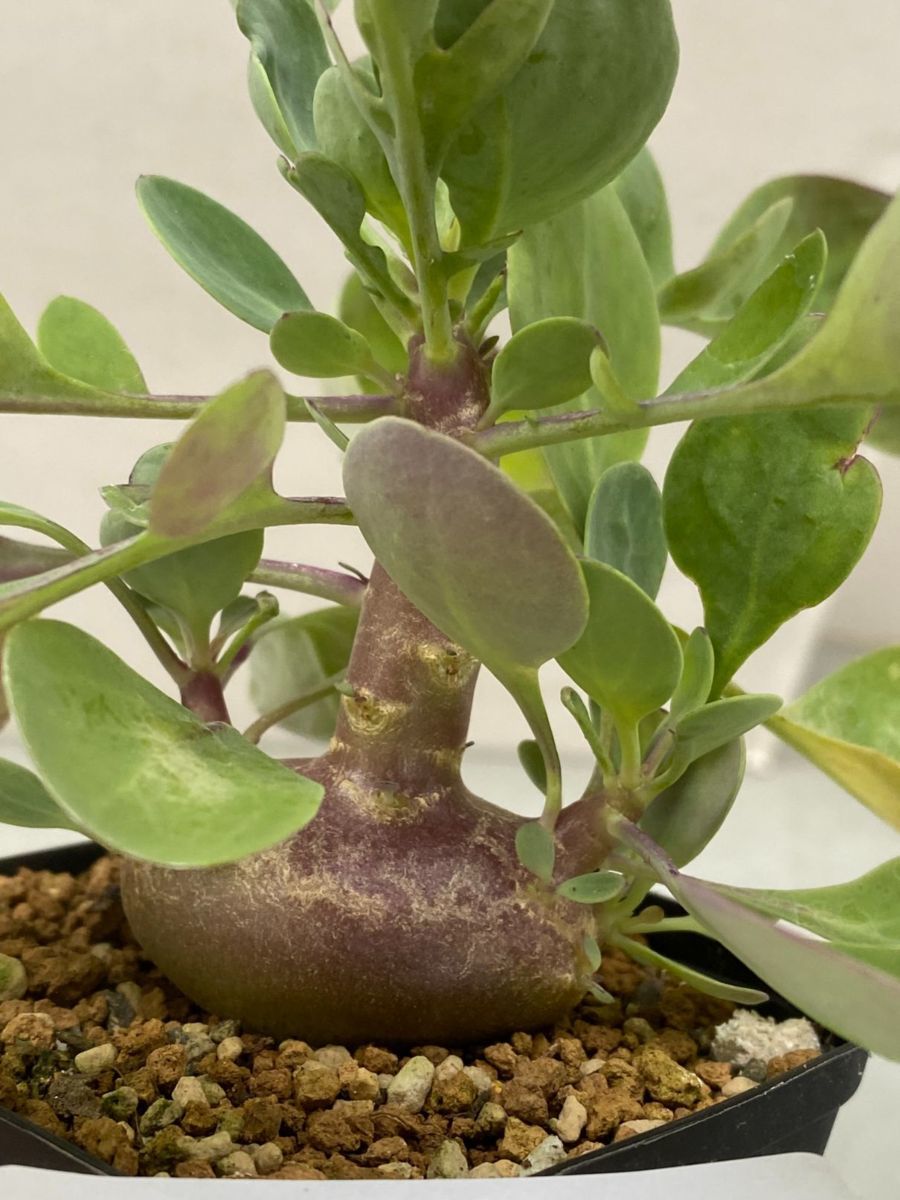 ネ7571 塊根植物 実生 オトンナ トリプリネルビア 発根 Othonna Triplinervia 花落ち可能性 観葉植物 売買されたオークション情報 Yahooの商品情報をアーカイブ公開 オークファン Aucfan Com ネ7571 塊根植物 実生 オトンナ トリプリネルビア 発根 Othonna Triplinervia 花落ち可能性 観葉植物 売買されたオークション情報 Yahooの商品情報をアーカイブ公開 オークファン Aucfan Com
