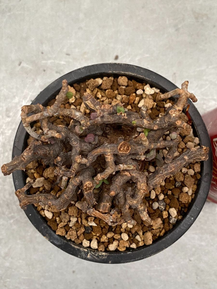 ネ7166 「現地」ケラリア ピグマエア 植え【未発根・塊根植物 ネ7166 「現地」ケラリア ピグマエア 植え【未発根・塊根植物