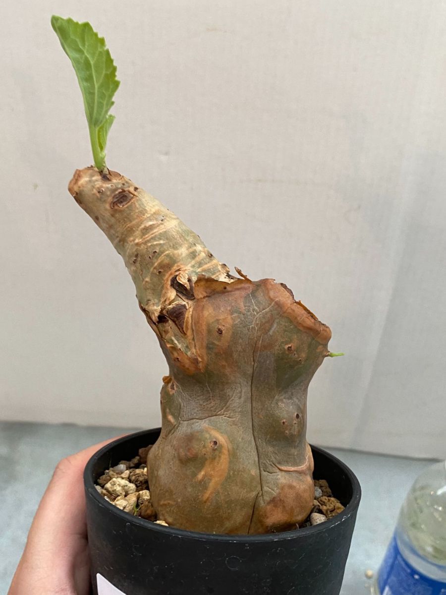 ハ1303 「現地」キフォステンマ ベティフォルメ 植え【未発根・塊根