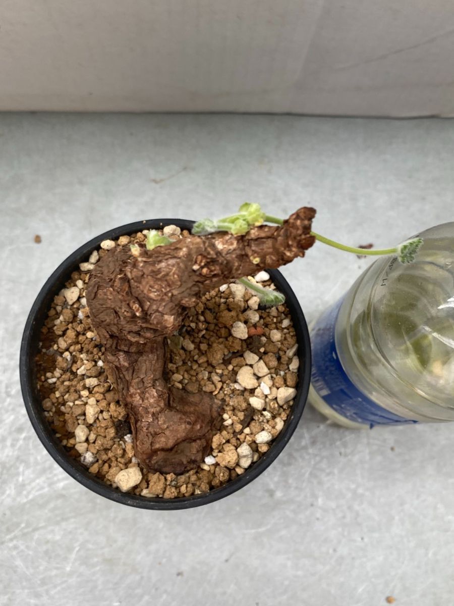 ハ1095 「現地」ペラルゴニウム トリステ 植え【塊根植物・未発 ハ1095 「現地」ペラルゴニウム トリステ 植え【塊根植物・未発