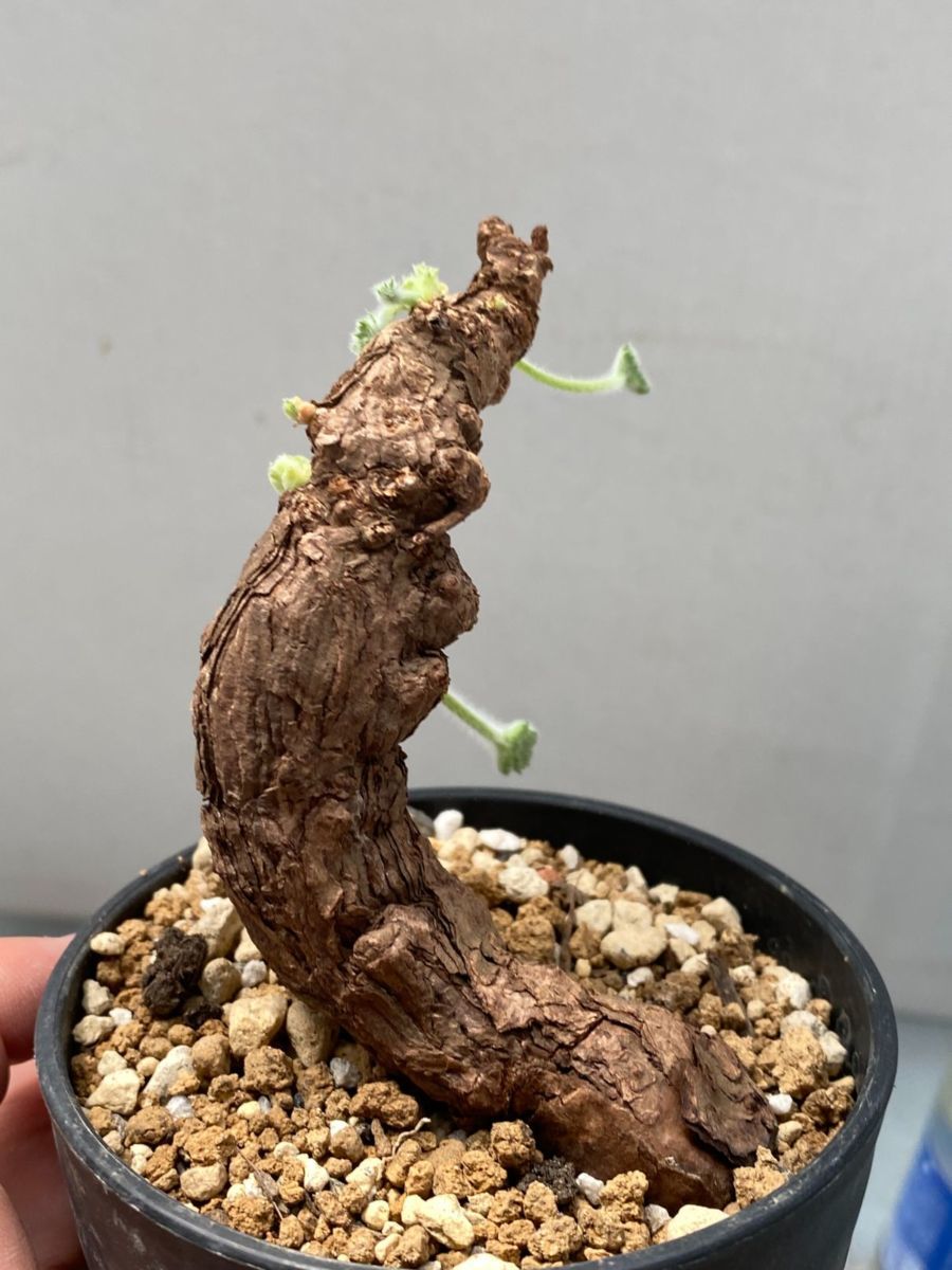 ハ1095 「現地」ペラルゴニウム トリステ 植え【塊根植物・未発 ハ1095 「現地」ペラルゴニウム トリステ 植え【塊根植物・未発