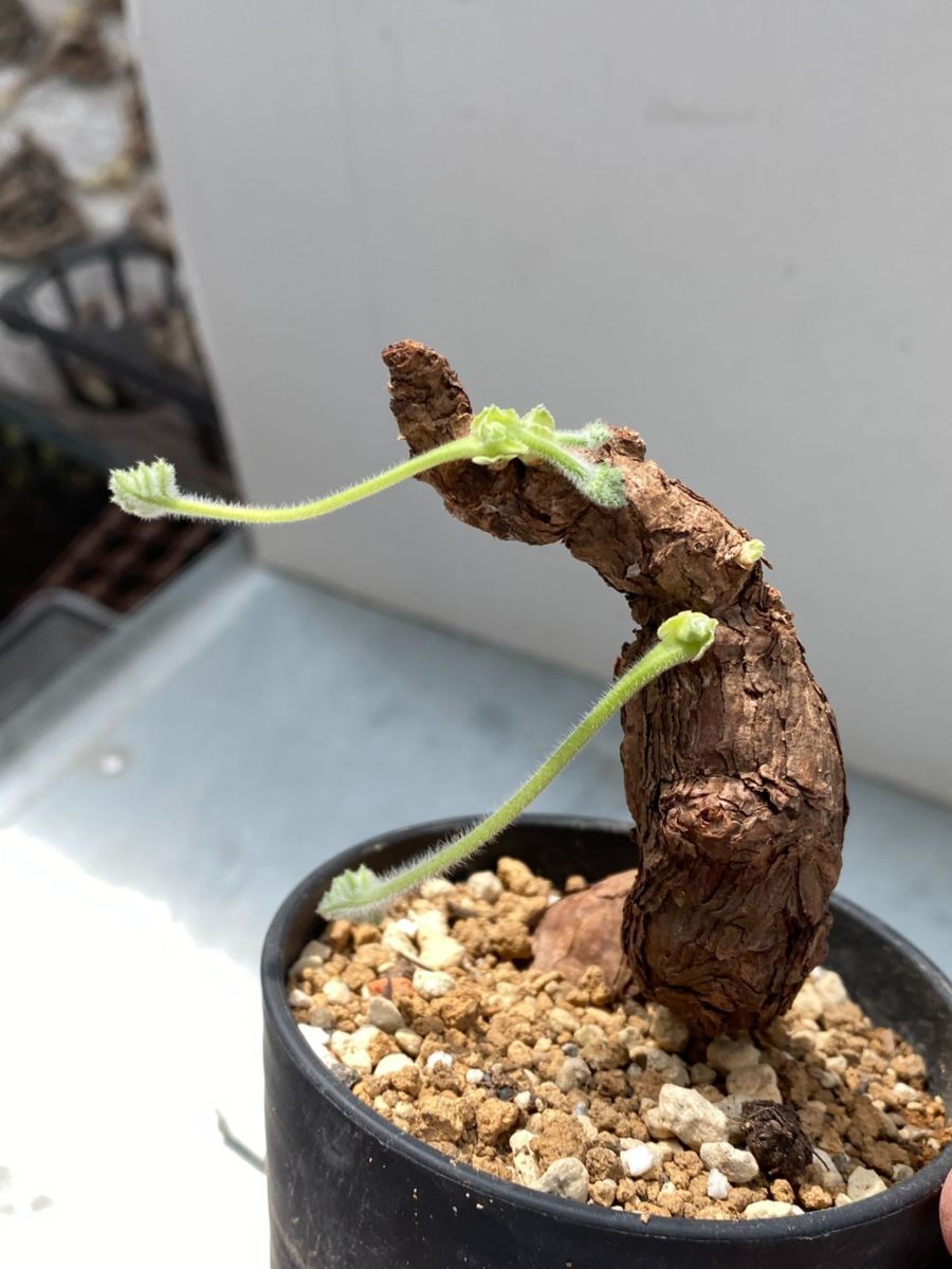 ハ1095 「現地」ペラルゴニウム トリステ 植え【塊根植物・未発 ハ1095 「現地」ペラルゴニウム トリステ 植え【塊根植物・未発