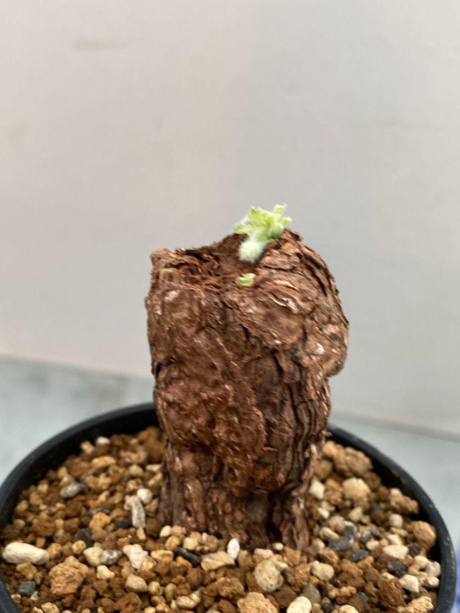 フ2483 「現地」ペラルゴニウム トリステ 植え【塊根植物・未発 フ2483 「現地」ペラルゴニウム トリステ 植え【塊根植物・未発