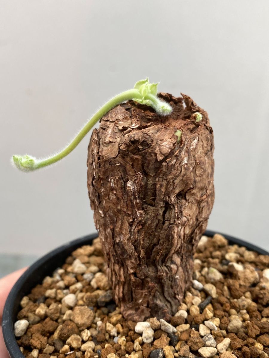 フ2483 「現地」ペラルゴニウム トリステ 植え【塊根植物・未発 フ2483 「現地」ペラルゴニウム トリステ 植え【塊根植物・未発