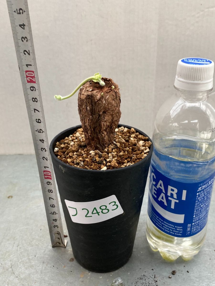 フ2483 「現地」ペラルゴニウム トリステ 植え【塊根植物・未発 フ2483 「現地」ペラルゴニウム トリステ 植え【塊根植物・未発