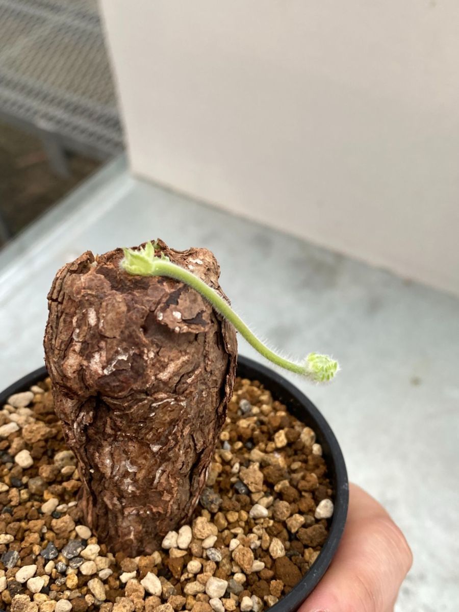 フ2483 「現地」ペラルゴニウム トリステ 植え【塊根植物・未発 フ2483 「現地」ペラルゴニウム トリステ 植え【塊根植物・未発