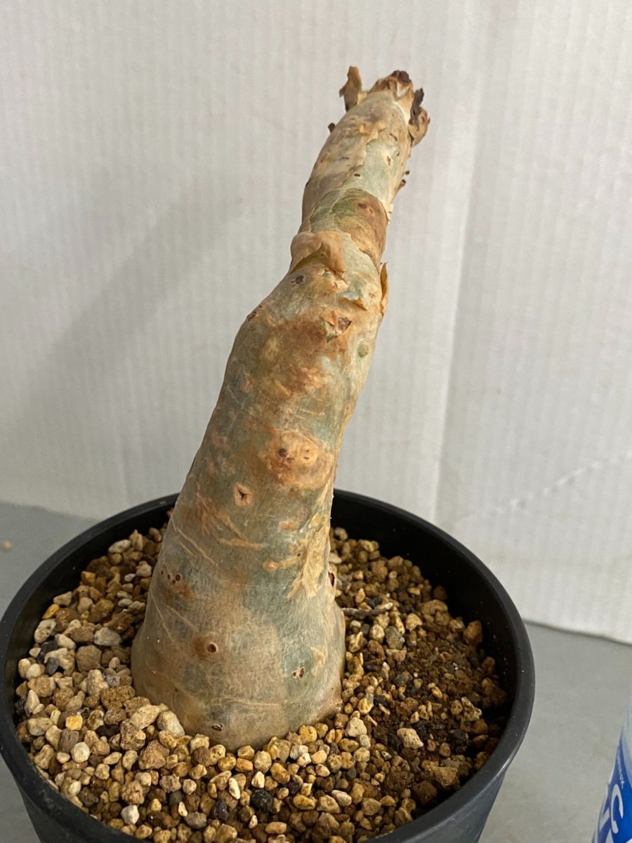 ホ3103 「現地」キフォステンマ ベティフォルメ 植え【未発根・塊根