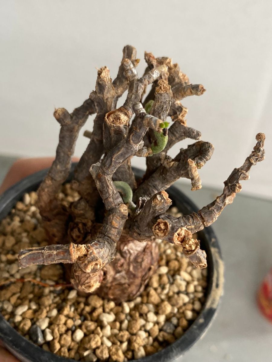 ホ3152 「現地」ケラリア ピグマエア 植え【未発根・塊根植物 ホ3152 「現地」ケラリア ピグマエア 植え【未発根・塊根植物