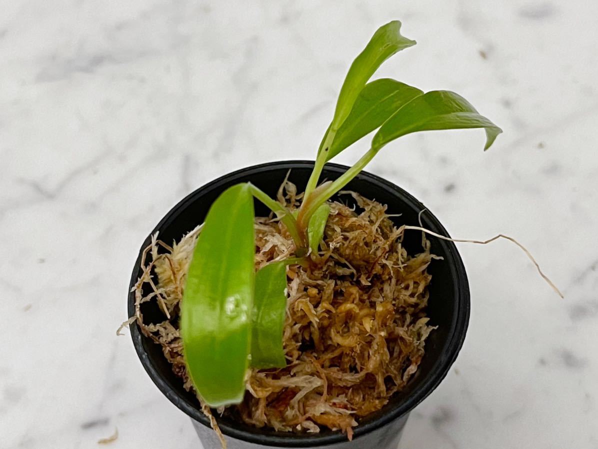 希少 Philodendron Caramel Marble フィロデンドロン キャラメル 希少 Philodendron Caramel Marble フィロデンドロン キャラメル
