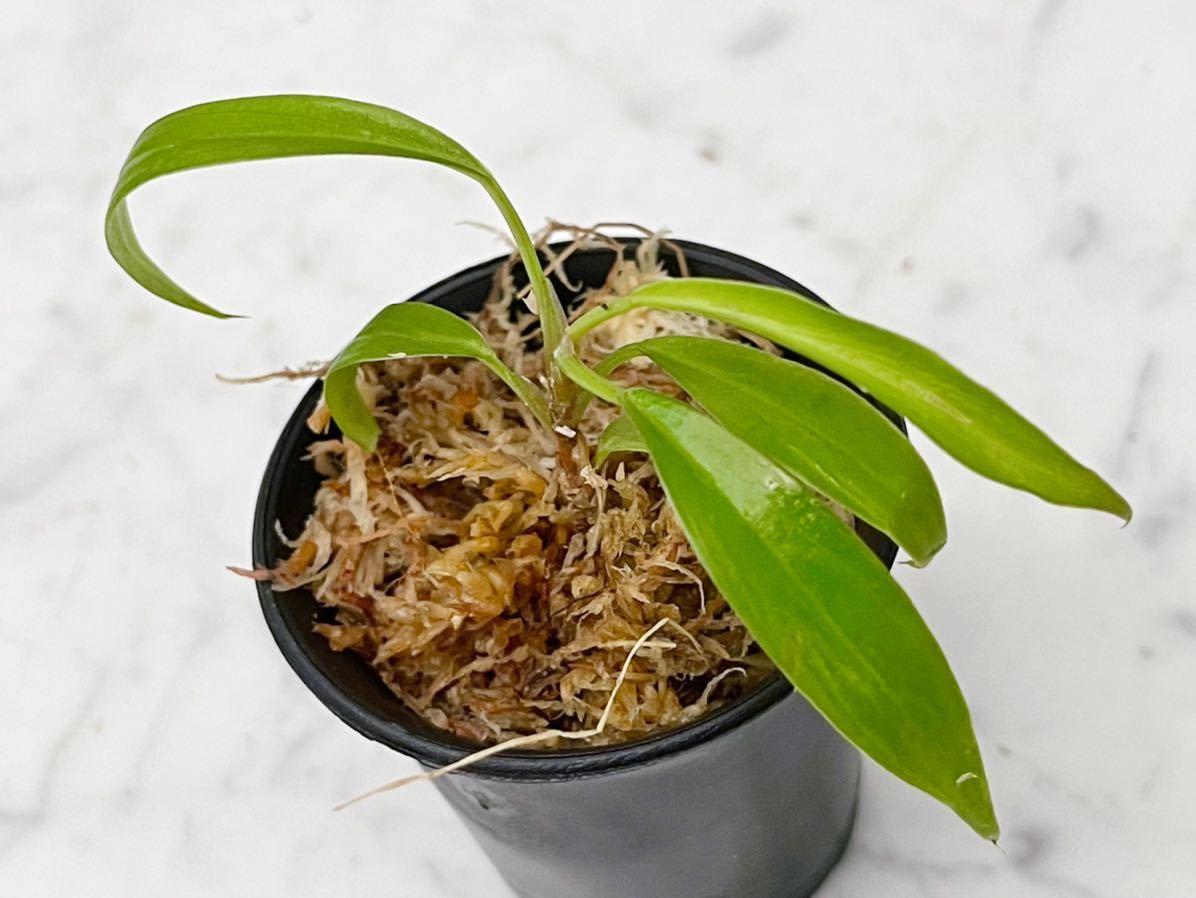 希少 Philodendron Caramel Marble フィロデンドロン キャラメル 希少 Philodendron Caramel Marble フィロデンドロン キャラメル