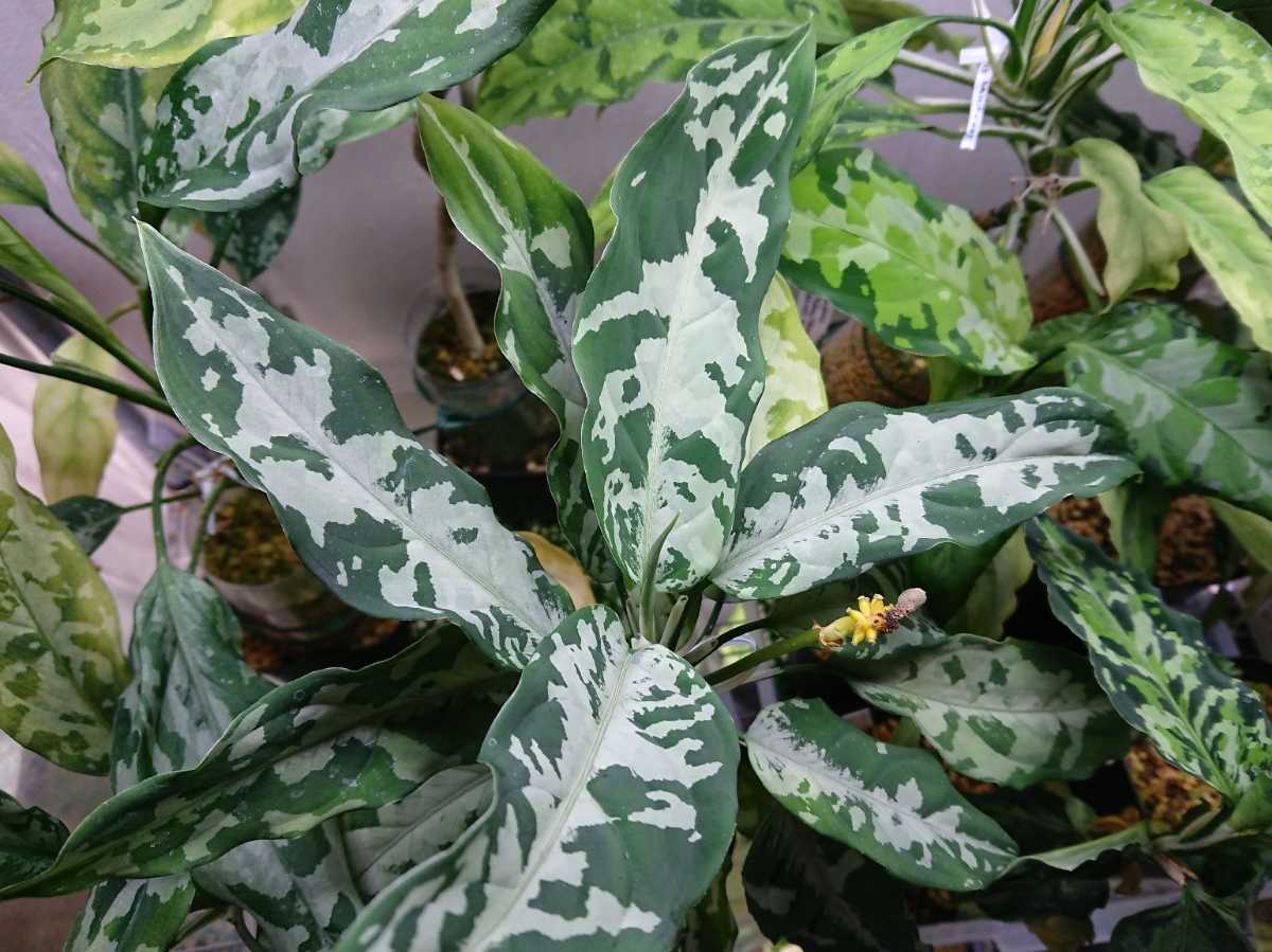 HaL plants》Aglaonema pictum Argentum “しるば~らいん” Aceh HaL plants》Aglaonema pictum Argentum “しるば~らいん” Aceh