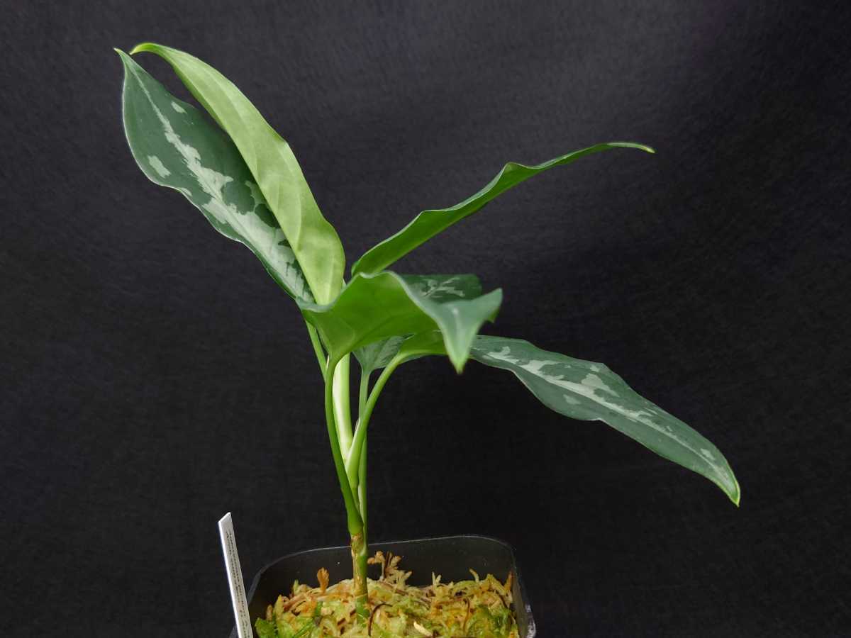 HaL plants》Aglaonema pictum Argentum “しるば~らいん” Aceh HaL plants》Aglaonema pictum Argentum “しるば~らいん” Aceh