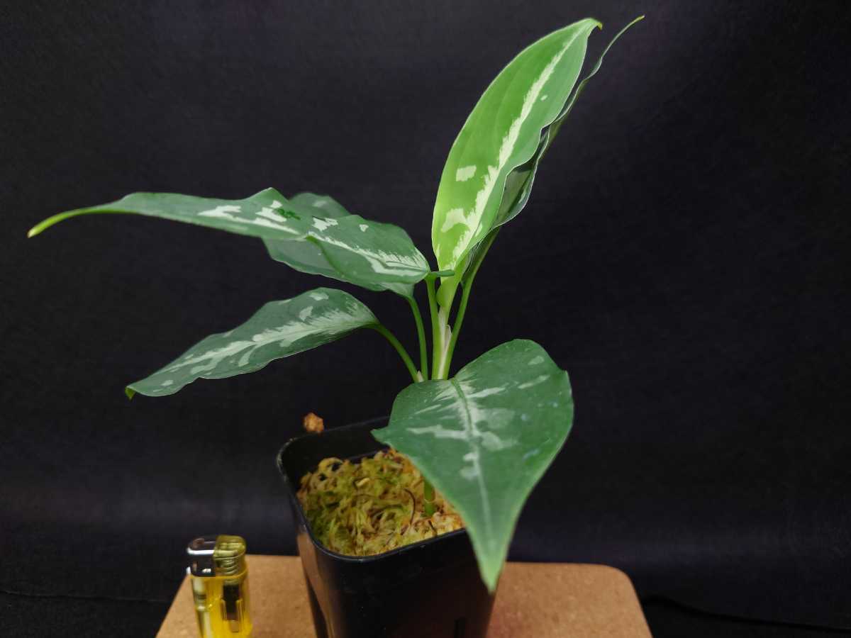 HaL plants》Aglaonema pictum Argentum “しるば~らいん” Aceh HaL plants》Aglaonema pictum Argentum “しるば~らいん” Aceh
