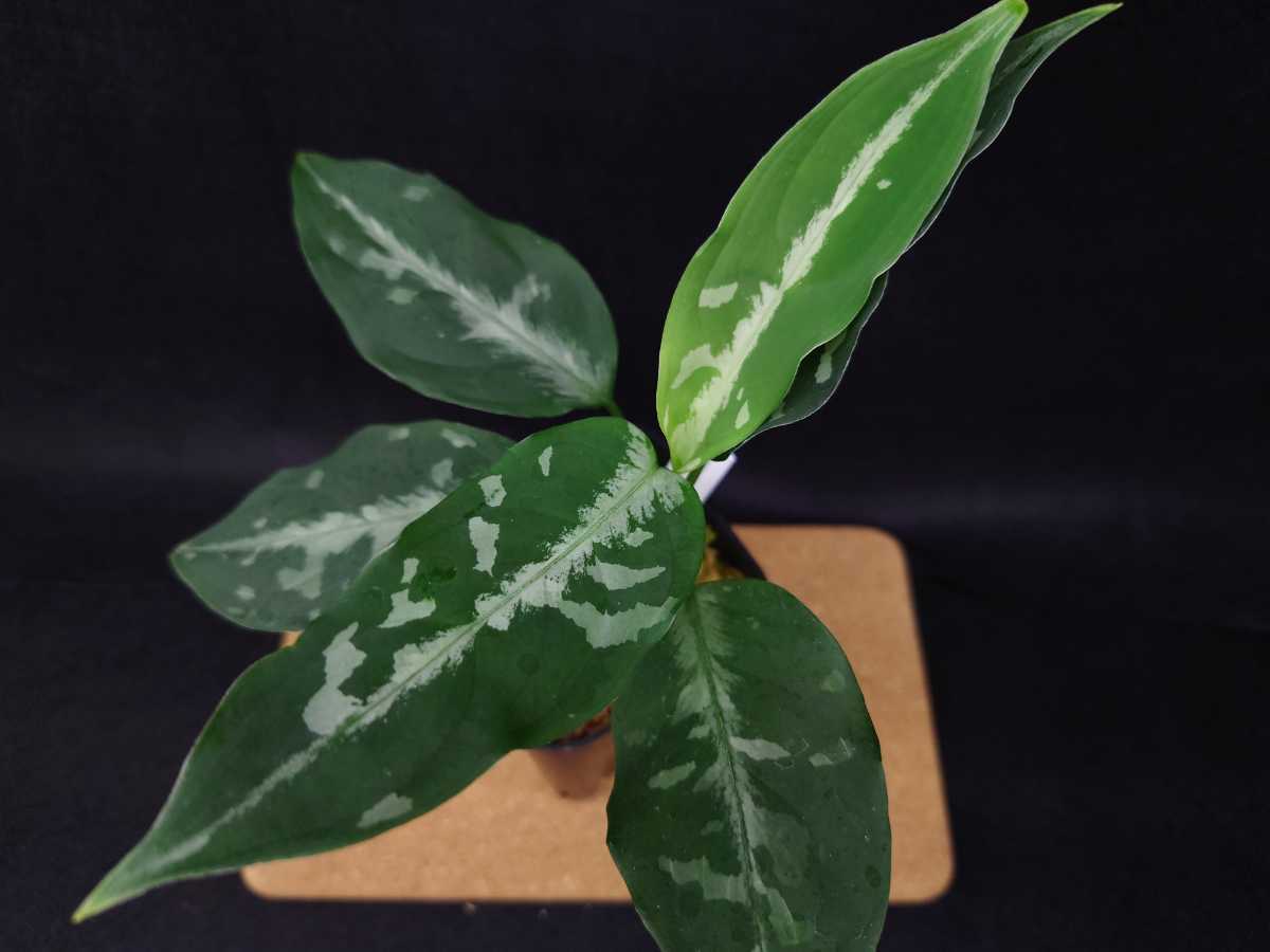 HaL plants》Aglaonema pictum Argentum “しるば~らいん” Aceh HaL plants》Aglaonema pictum Argentum “しるば~らいん” Aceh