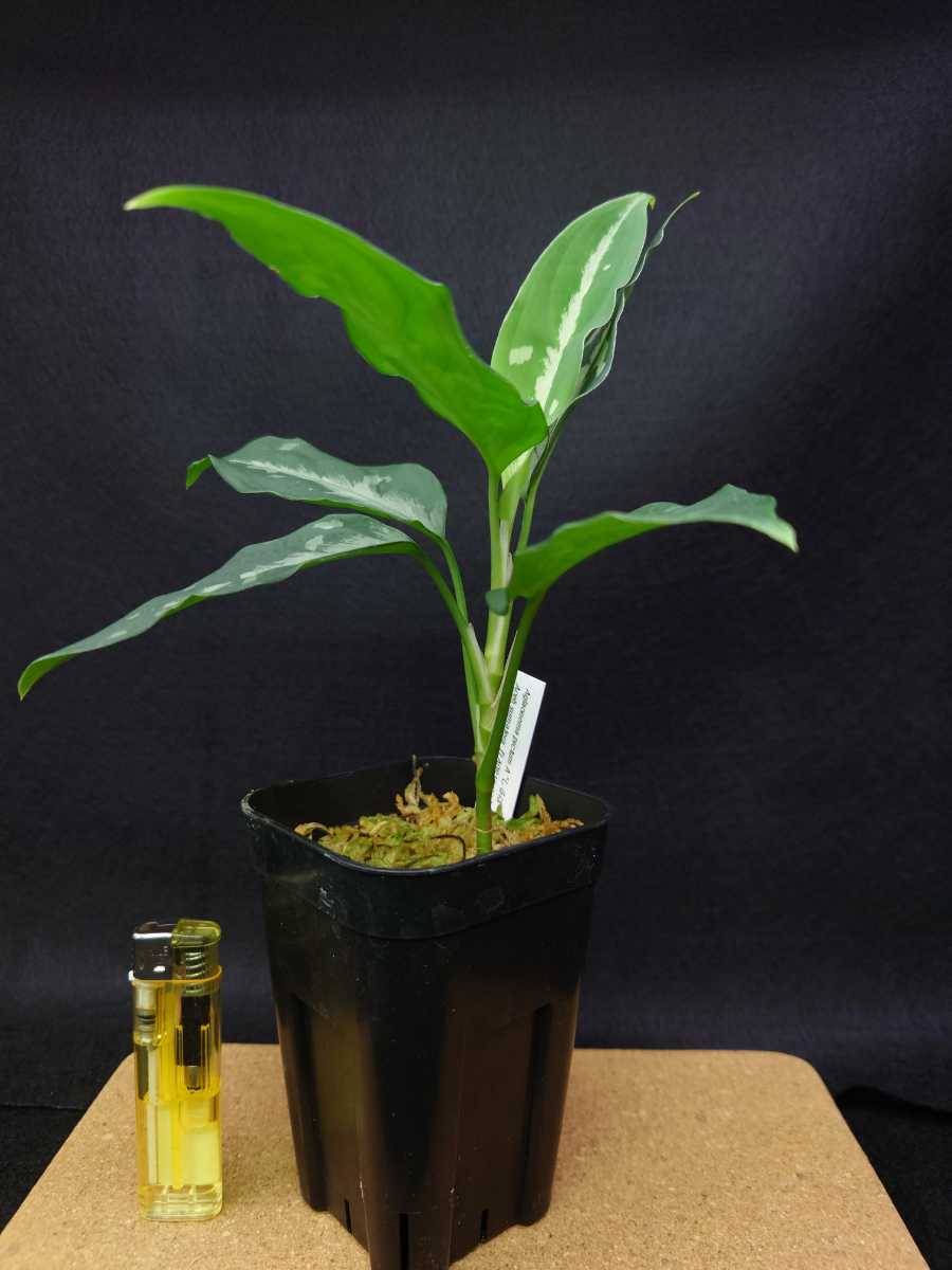 HaL plants》Aglaonema pictum Argentum “しるば~らいん” Aceh HaL plants》Aglaonema pictum Argentum “しるば~らいん” Aceh