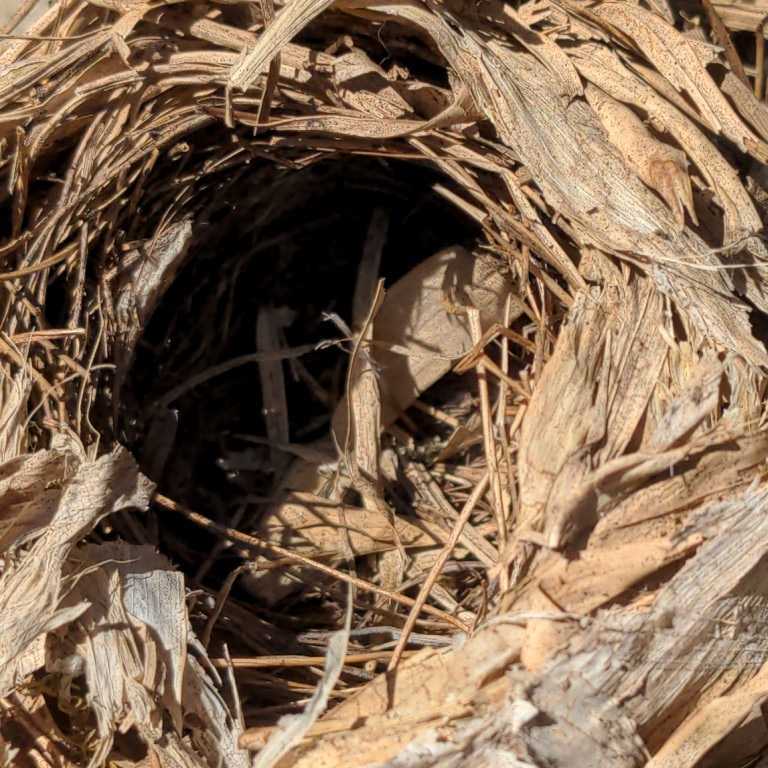 鳥の巣・巣穴は小さく全長が長い巣です　・自然/オブジェ/とりの巣/５_画像4