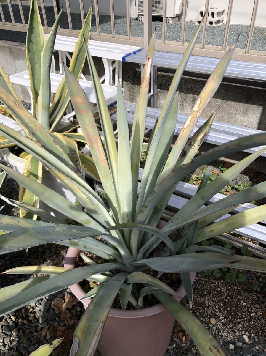 アガベ テキラーナ リュウゼツラン 7 観葉植物 アガベ テキラーナ リュウゼツラン 7 観葉植物