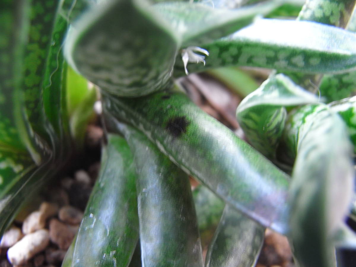 子亀姫　ガステリア　多肉植物　サボテン　観葉植物　即決_葉に黒い点があります。