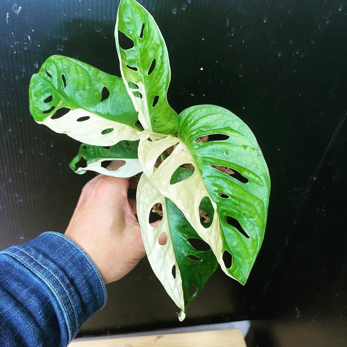 018 斑入り マドカズラ Variegated Adansonii