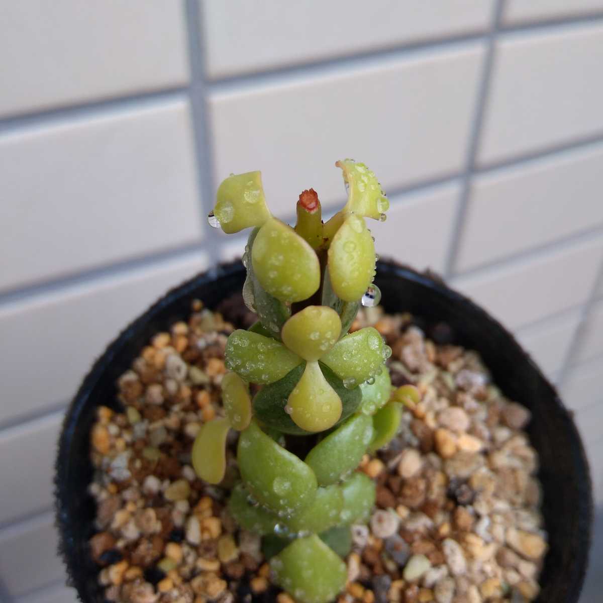 スペックブーム 多肉植物 塊根植物 コーデックス ケラリア スペックブーム 多肉植物 塊根植物 コーデックス ケラリア